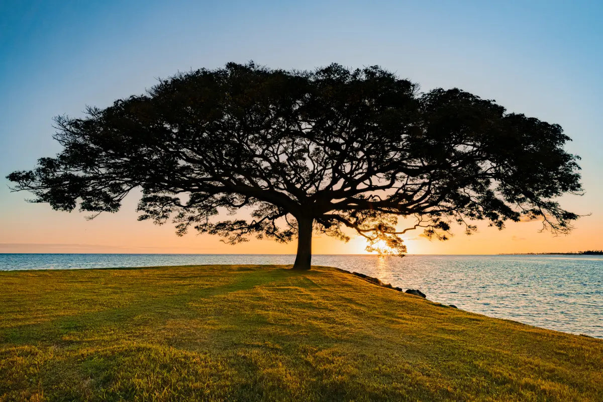La signification de l'Arbre de Vie