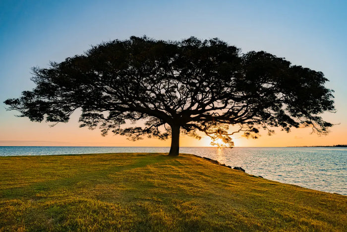 La signification de l'Arbre de Vie