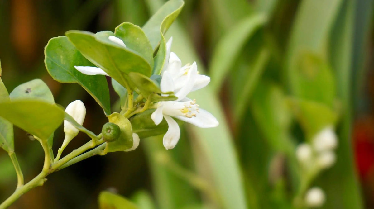 Les bienfaits du jasmin au quotidien