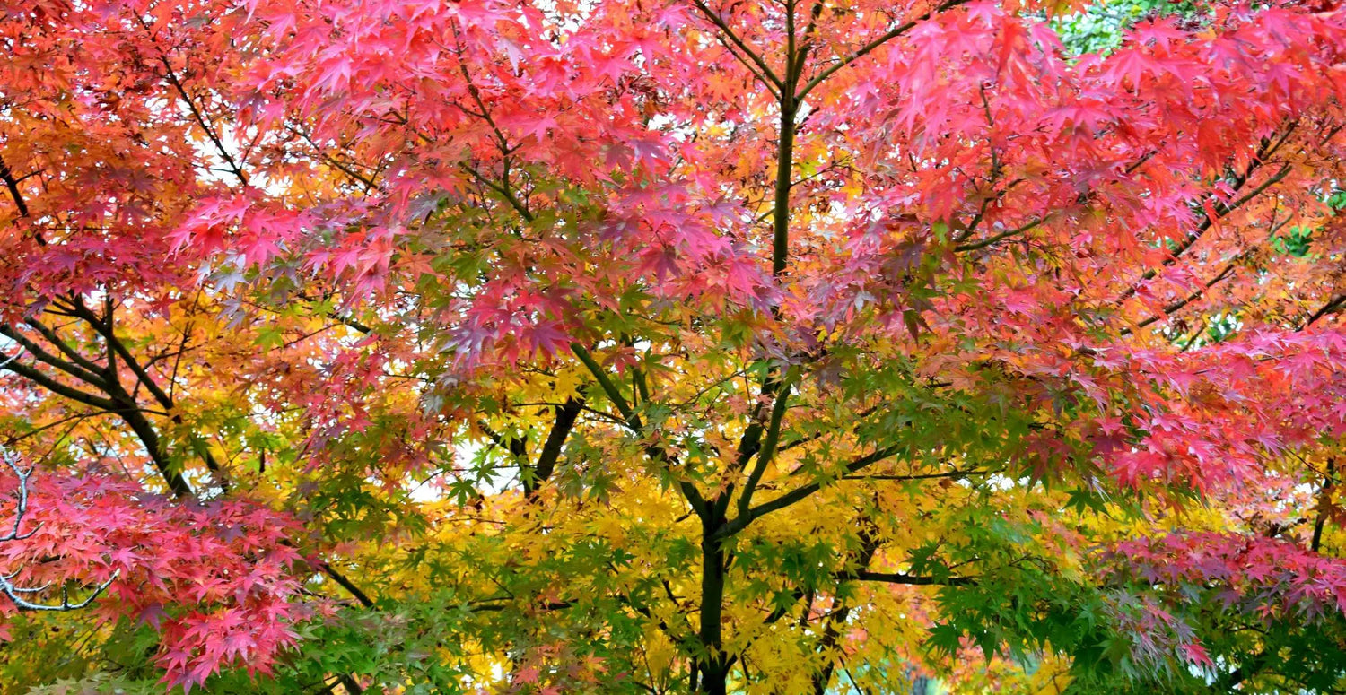 Soin d'automne