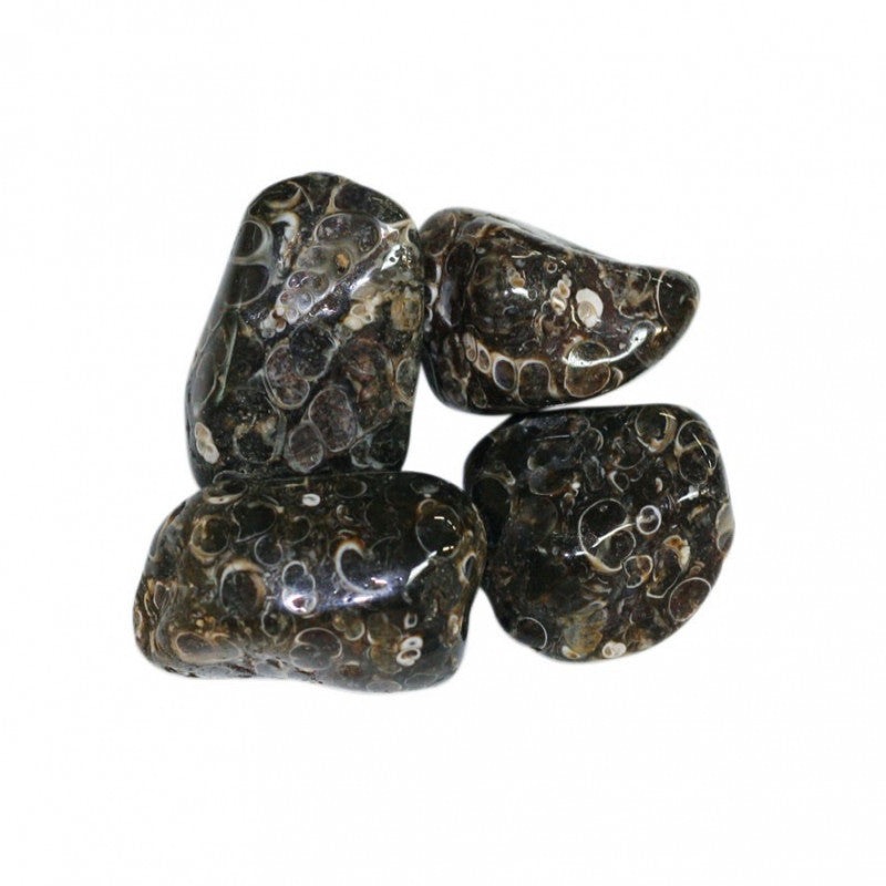Agate avec turitelles USA