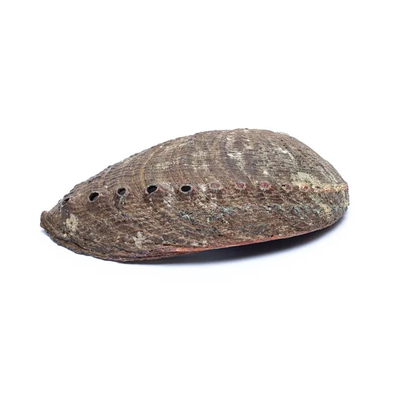 Coquille d&